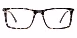 Grey Tortoise