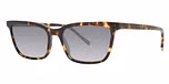 Tortoise  / polarized