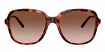 Dark Havana / Brown / Gradient Dark Brown