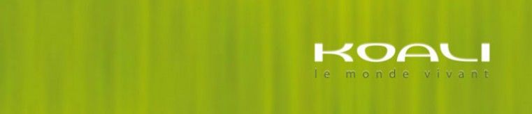 Occhiali da sole firmati Koali desktop banner