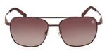 Shiny Dark Brown / Shiny Dark Brown / brown polarized