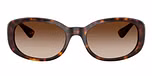 Dark Havana / Brown / Gradient Dark Brown